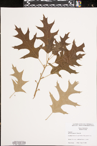 Quercus palustris image