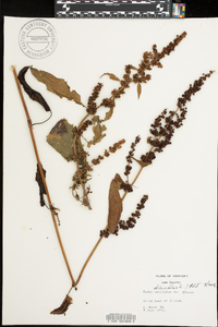 Rumex obtusifolius image