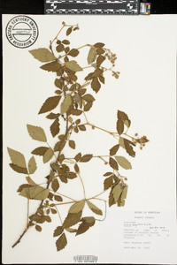 Rubus argutus image