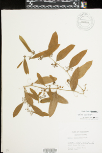 Smilax auriculata image