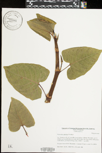 Reynoutria japonica image