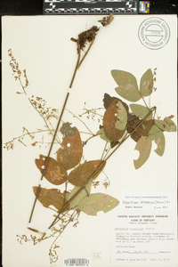 Desmodium glabellum image