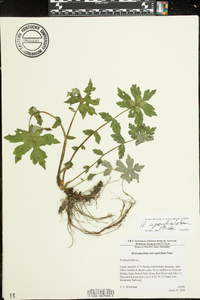 Hydrophyllum appendiculatum image