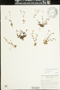 Houstonia pusilla image