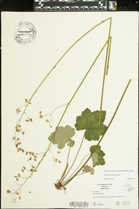 Heuchera longiflora image