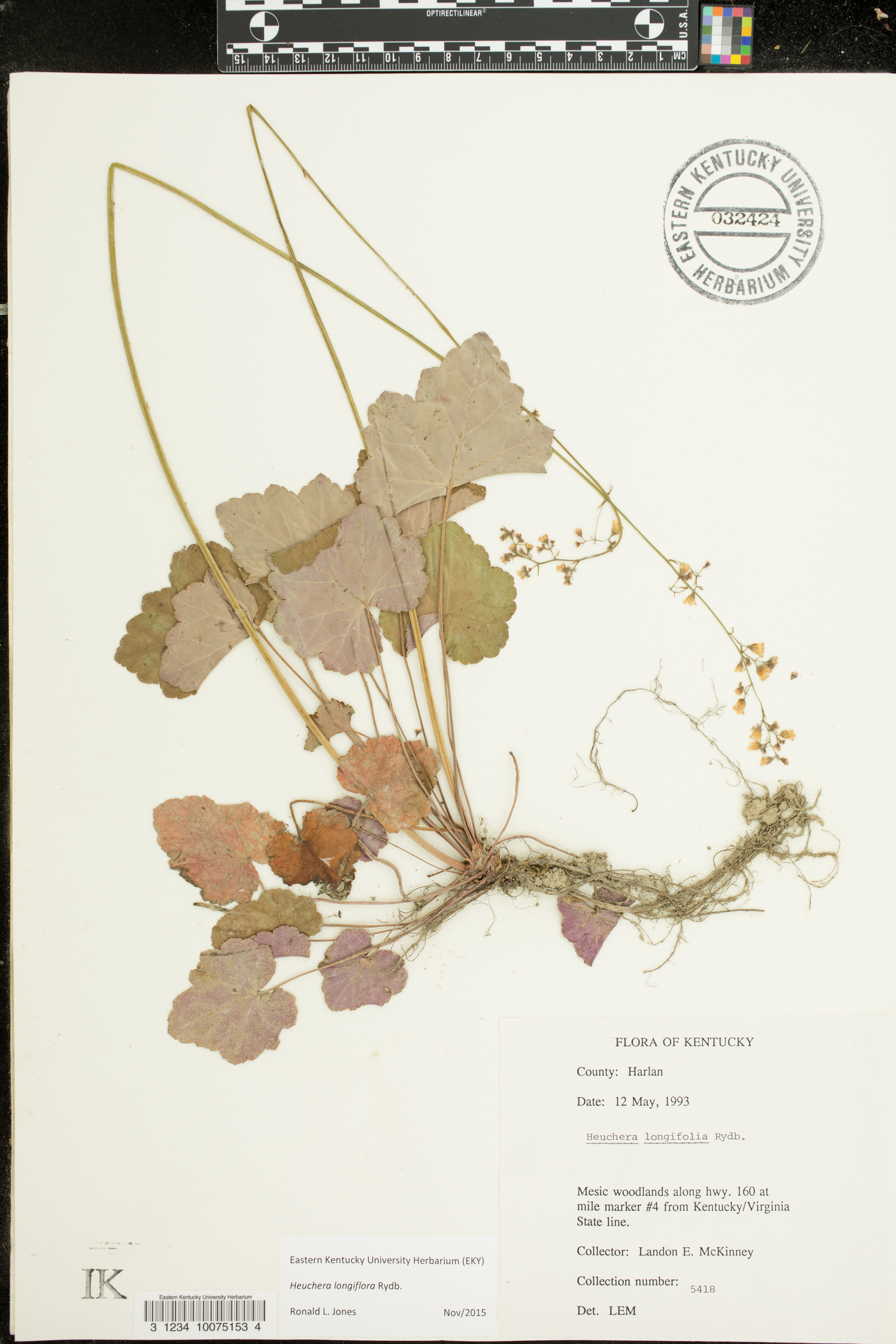 Heuchera longiflora image