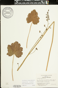 Heuchera americana image