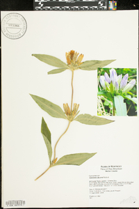 Gentiana decora image