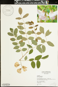 Robinia hispida image