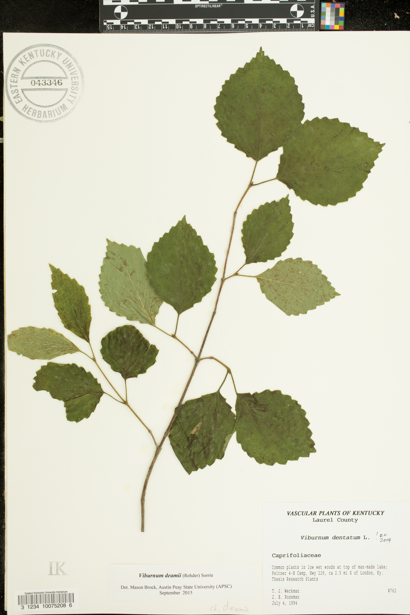 Viburnum dentatum var. deamii image