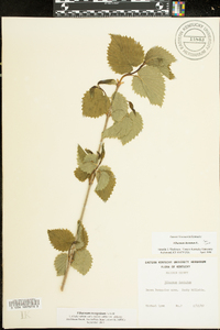 Viburnum dentatum var. lucidum image