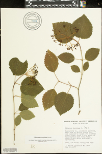 Viburnum dentatum var. lucidum image