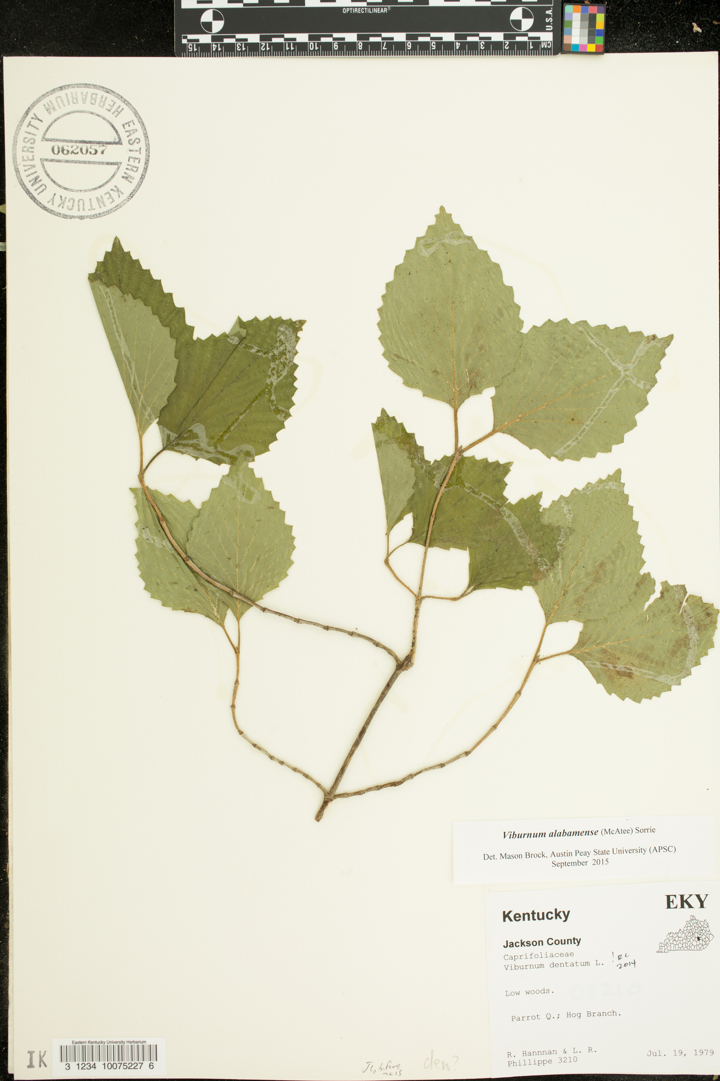 Viburnum alabamense image