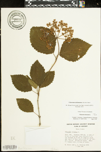 Viburnum alabamense image