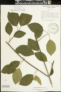 Viburnum alabamense image