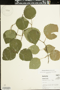 Viburnum alabamense image