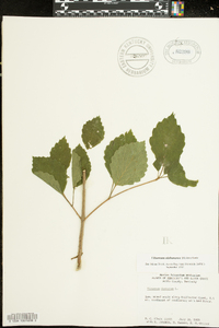 Viburnum alabamense image