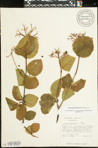 Viburnum alabamense image