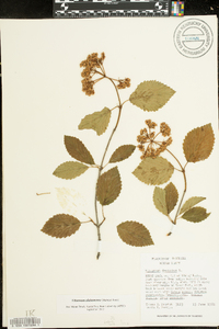 Viburnum alabamense image