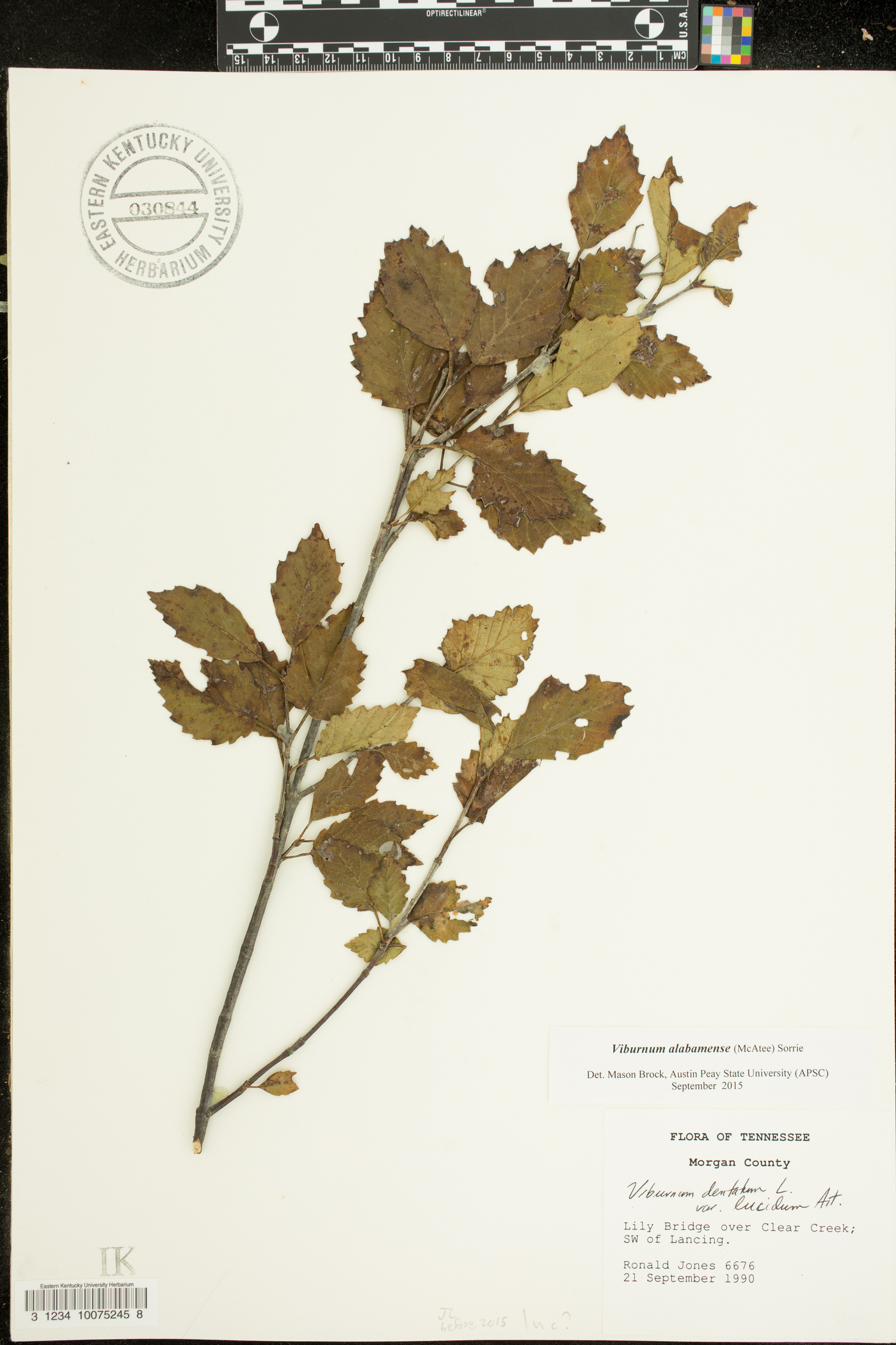 Viburnum alabamense image
