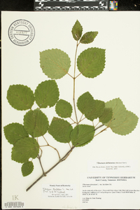 Viburnum alabamense image