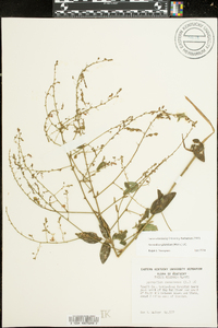 Desmodium glabellum image