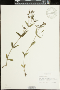 Houstonia purpurea image