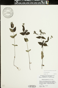 Houstonia purpurea image