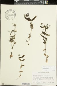 Houstonia purpurea image