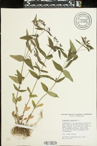 Houstonia purpurea image