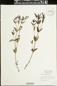 Houstonia purpurea image