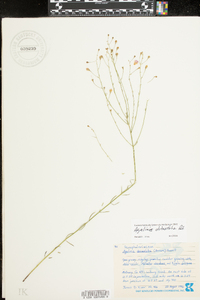 Agalinis obtusifolia image