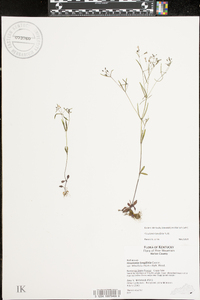 Houstonia tenuifolia image