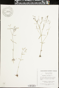 Houstonia tenuifolia image