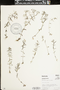 Houstonia tenuifolia image