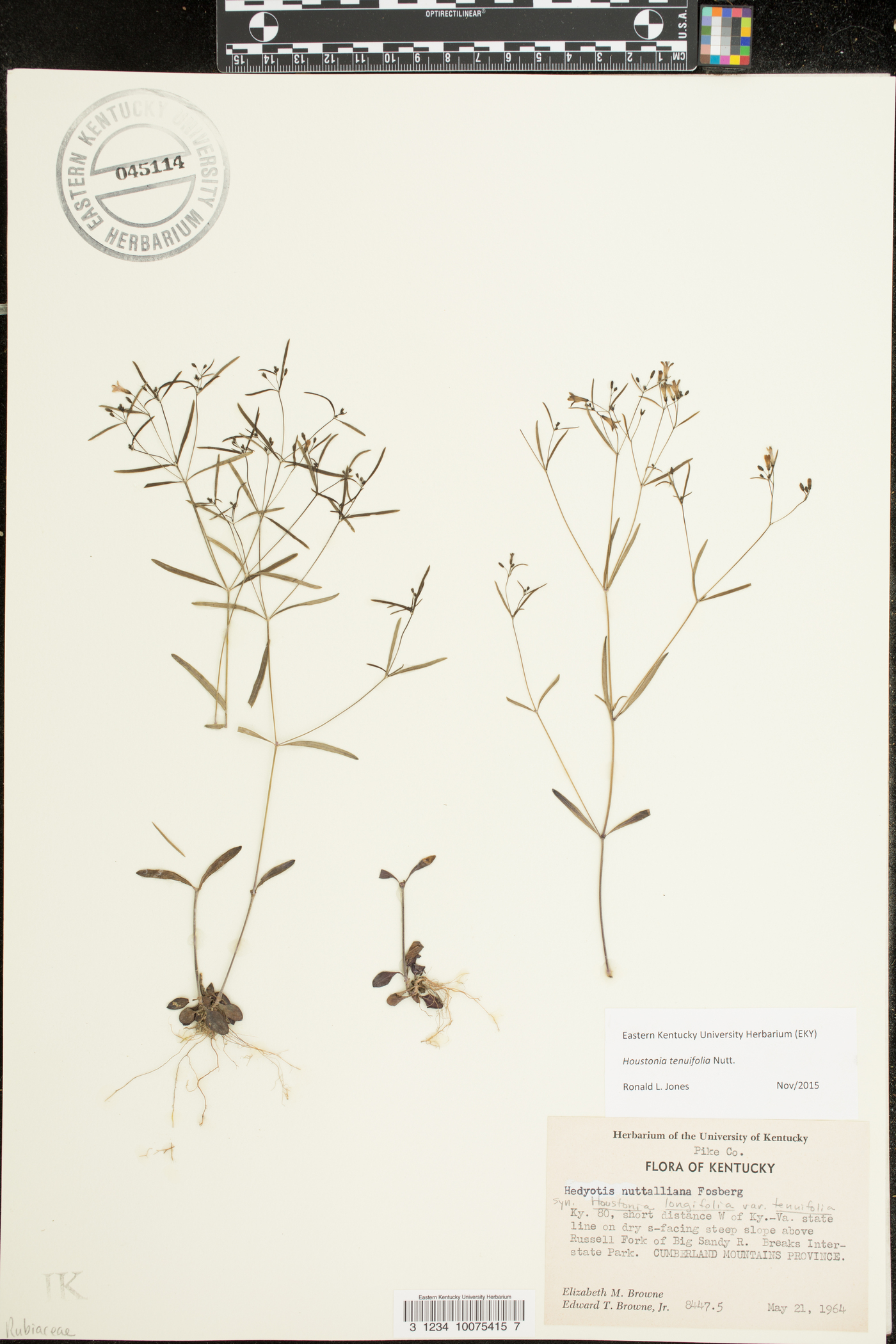 Houstonia tenuifolia image