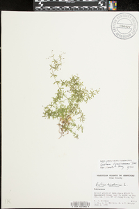 Galium concinnum image