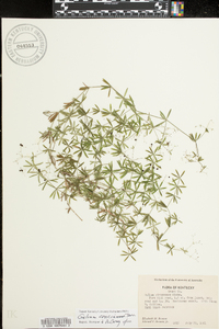 Galium concinnum image