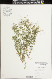 Galium concinnum image