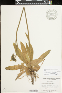 Hieracium caespitosum image