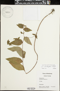 Oenothera tetragona image