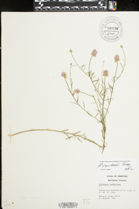 Polygala curtissii image