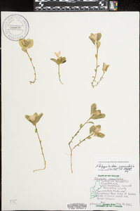 Polygaloides paucifolia image