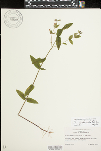 Scutellaria galericulata image