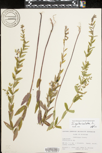 Scutellaria galericulata image