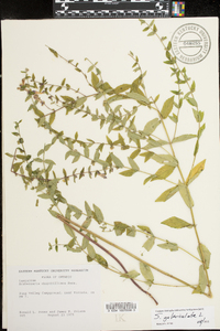 Scutellaria galericulata image