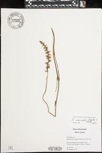 Spiranthes vernalis image