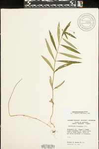 Lysimachia lanceolata image