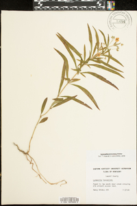 Lysimachia lanceolata image