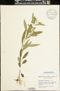 Lysimachia lanceolata image